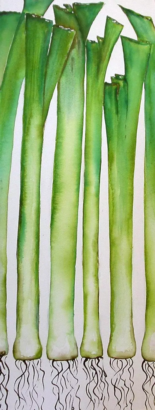 Rachel McCullock - leeks