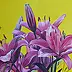 Dorota Iwona Kaminska - lilies