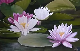 Marta Wideńska - lilies