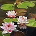 Tomasz Mrowiński - Water lilies