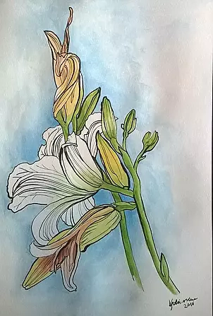 Dorota Kędzierska - Liliaceae