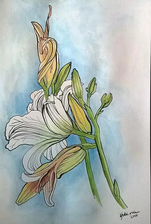 Dorota Kędzierska - Liliowate