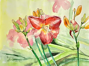 Magdalena Bronakowska - Liliowiec