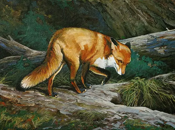 Michał Nowakowski - Lis