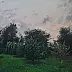 Danil Shurykin - Little evening etude with apple tree