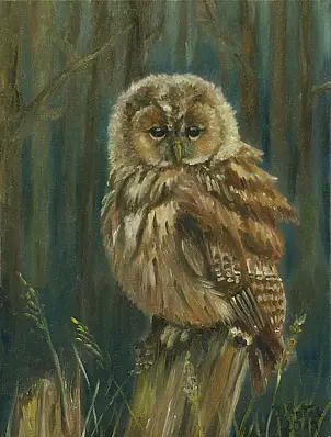 Iwonna Salak - Little owl