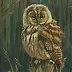 Iwonna Salak - Little owl