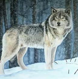 Iwonna Salak - Lonely wolf