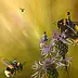 Agata Buczek - Bumblebee flight