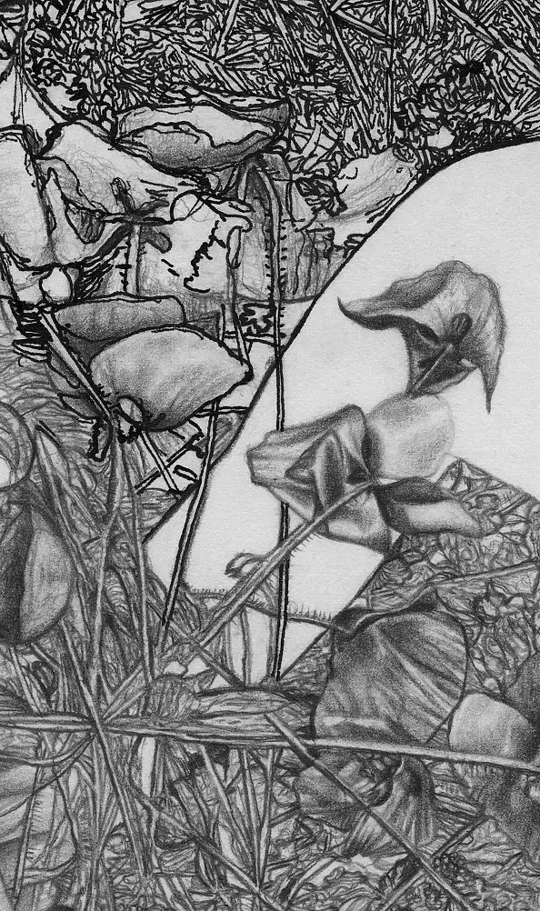 Agnieszka Osak - Mądrość Natury