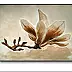 Jolanta Dusza - magnolia