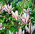 Magdalena Bronakowska - Magnolia II
