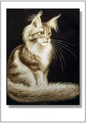 Jolanta Dusza - Maine coon