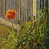 Wojciech Górecki -  Poppy the fence