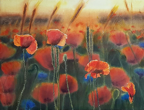 Karolina Majer - Poppies and sunset