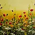 Marta Milewska, Poppies, flower meadow, Acrylic painting - canvas, 50 x 40