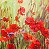 Piotr Pawelczyk - Maki - meadow