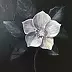 Maria Kuzak - Piccola magnolia