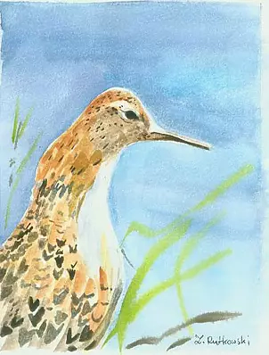 Zdzisław Rutkowski - Male fighter / Philomachus pugnax /