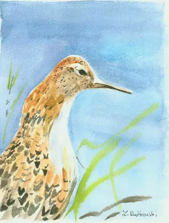 Zdzisław Rutkowski - Male fighter / Philomachus pugnax /