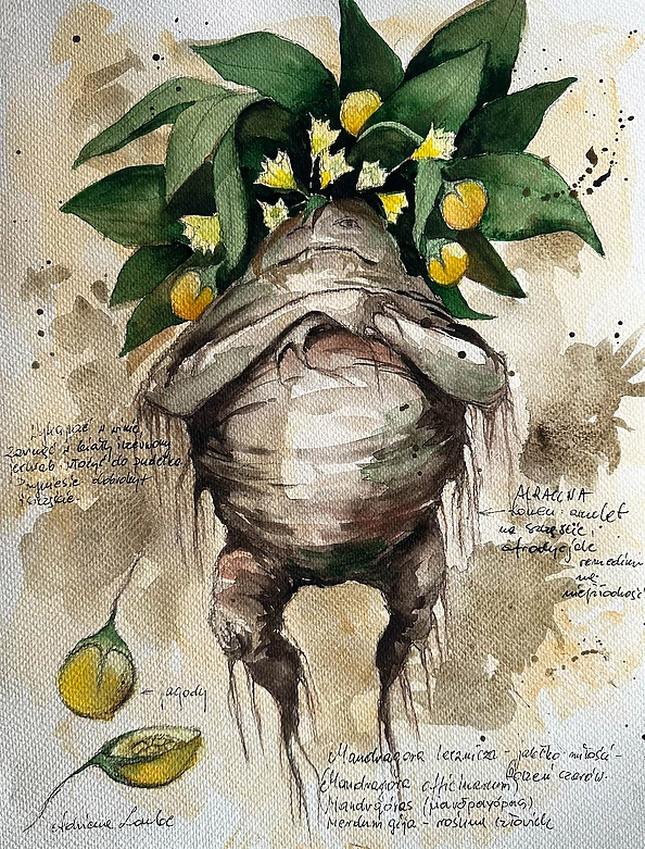 Adriana Laube - "Mandragora z opisem 2"