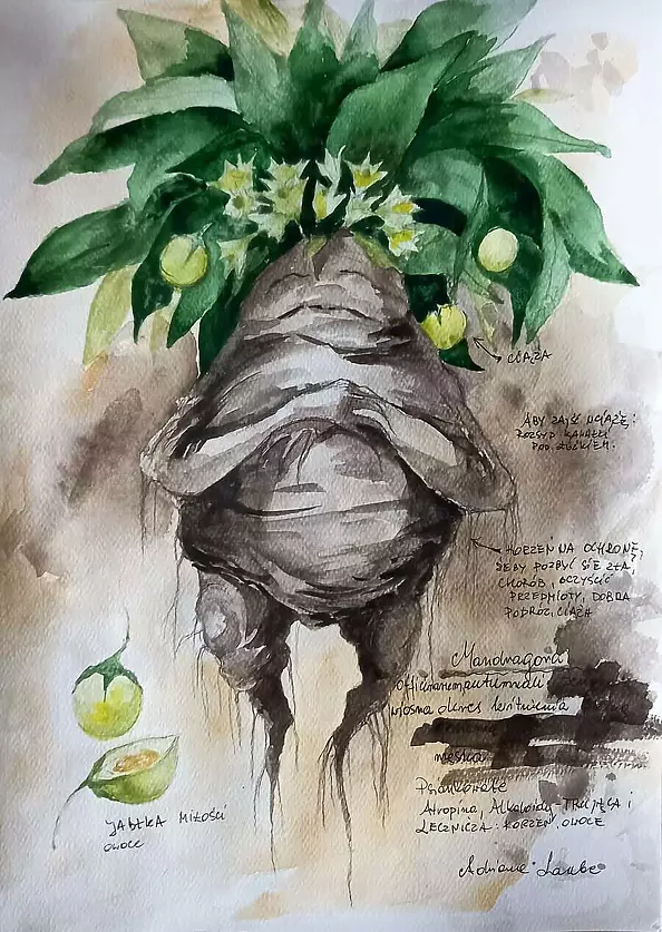 Adriana Laube - "Mandrake with description"