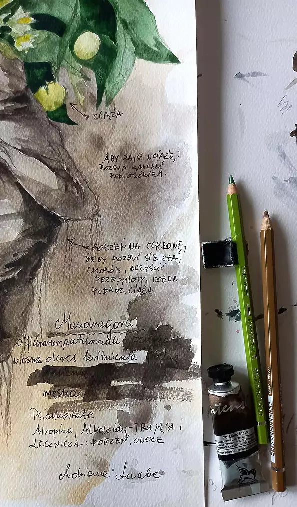 Adriana Laube - "Mandrake with description"