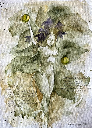 Adriana Laube - "Female mandrake with description"
