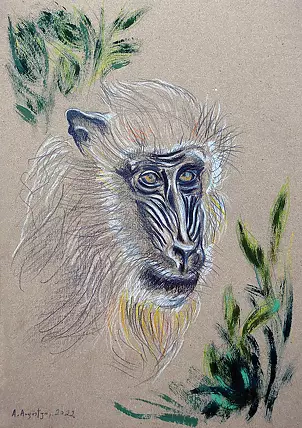 Amelia Augustyn - Mandrill