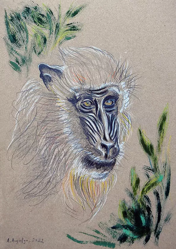 Amelia Augustyn - Mandrill