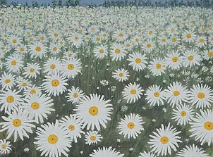 Antonina Radzięda - Margerytki