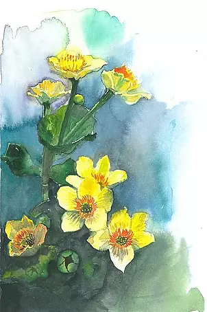 Zdzisław Rutkowski - Kaczeńce