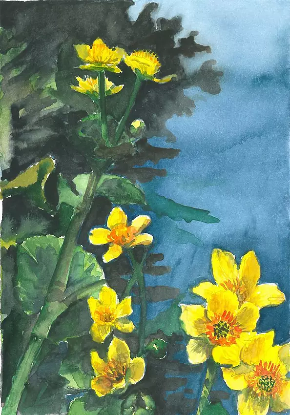 Zdzisław Rutkowski - marigolds II