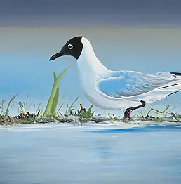 Agnieszka Mantaj - Seagull