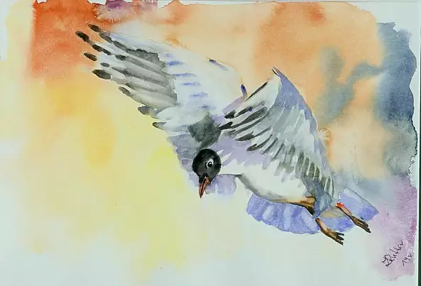 Zdzisław Rutkowski - Black-headed Gull