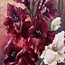Małgorzata Mutor - gladioli Gretel
