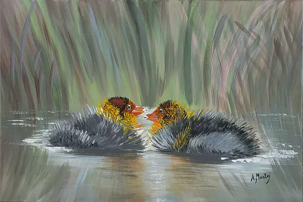 Agnieszka Mantaj - young coots