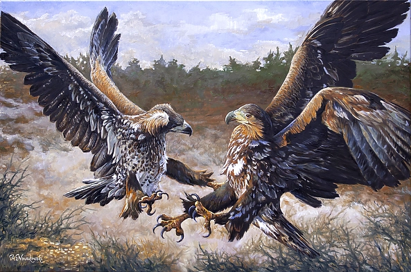 Michał Nowakowski - Young eagles