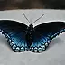 Aleksandra Pałasz - butterfly