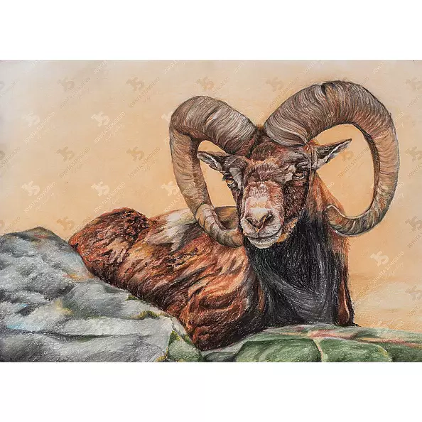 Jowita Szmigiero - Mouflon On The Rock