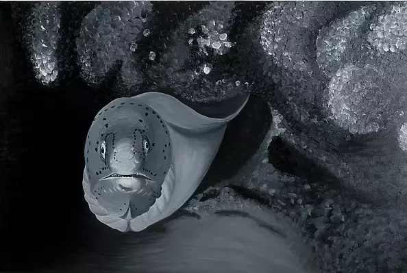 Agnieszka Mantaj - Murena