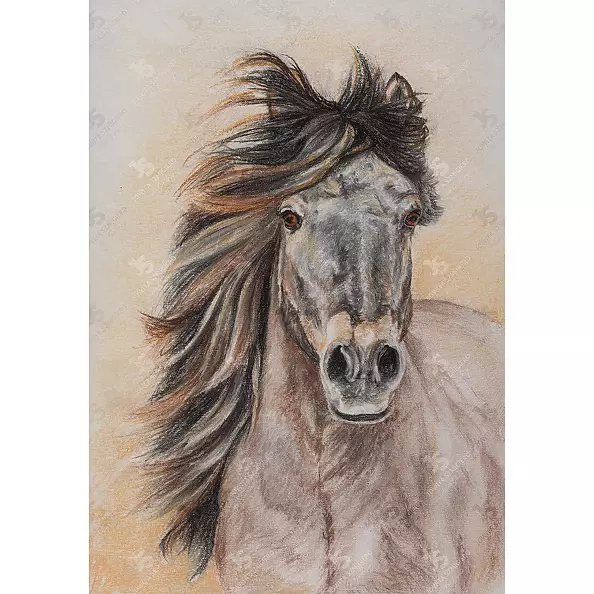 Jowita Szmigiero - Mustang