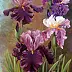 Małgorzata Mutor - Ulubone irises