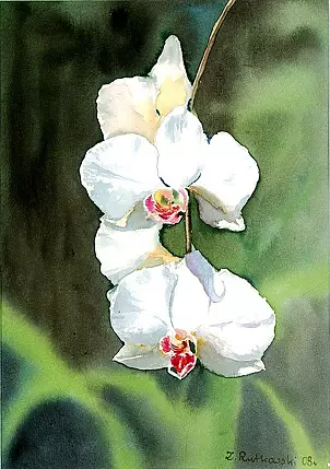 Zdzisław Rutkowski - Moja biała Ćmówka