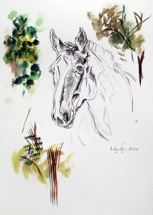 Amelia Augustyn - On the meadow