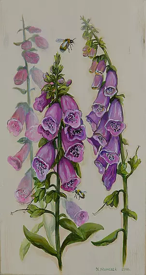   - Digitalis