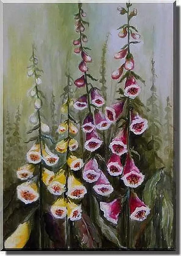 Beata Jańdzio - foxglove
