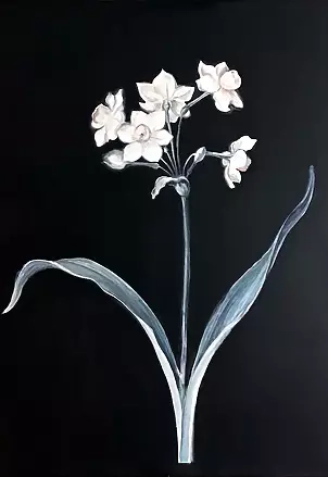 Maria Kuzak - Narcyze