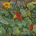 Alina Sibera - nasturtiums
