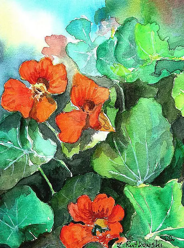 Zdzisław Rutkowski - nasturtiums II